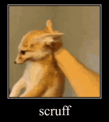 Scruff My GIF - Scruff My Beloved GIFs