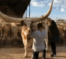Horns Cuernos Buey Cow GIF - Horns Cuernos Buey Cow GIFs