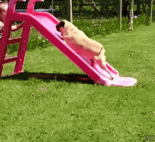Dog Slide GIF - Dog Slide Goals GIFs
