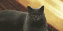 Cat Squint GIF - Cat Squint Ihateyou GIFs