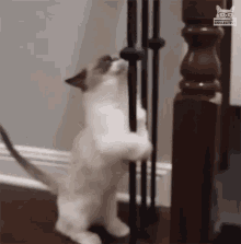 Dancing Weird GIF - Dancing Weird Cat GIFs
