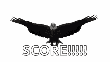 eagle soar wing spread score