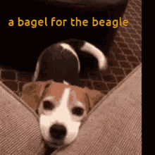 Dog Beagle GIF - Dog Beagle GIFs