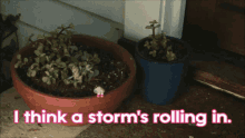 Marcel The Shell Storm GIF - Marcel The Shell Storm Hail GIFs