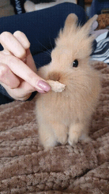 rabbit eat