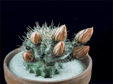 Cactus GIF - Flowers Pretty Cactus GIFs