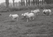 reaction run yay running sheep