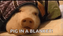 Pig In A Blanket Pet Warm GIF - Pig In A Blanket Pig Blanket GIFs