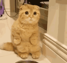 Funny Animals Cats GIF - Funny Animals Cats Wave GIFs
