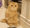 https://c.tenor.com/609ISt84COwAAAAS/funny-animals-cats.gif