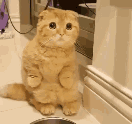 Funny Animals Cats GIF - Funny Animals Cats Wave - Descubre & Comparte GIFs