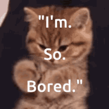 Bored Bored Cat GIF - Bored Bored Cat GIFs