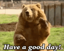 Have A Good Day GIF - Bear Have A Good Day Have A Great Day Ahead GIFs