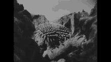 godzilla vs anguirus godzilla55 godzilla godzilla1955