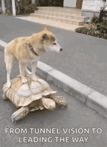 Turtle Dog GIF - Turtle Dog Piggyback Ride GIFs