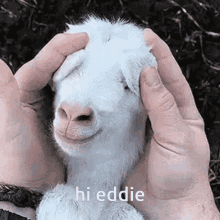 hi eddie goat cute adorable