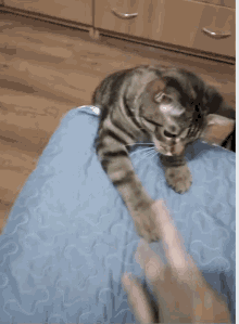 Playful Cat GIF - Playful Cat Play GIFs