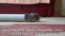 Light At The End Of The Tunnel Hamster GIF - Light At The End Of The Tunnel Tunnel Hamster GIFs