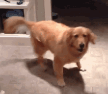 Golden Retriever Dog GIF - Golden Retriever Dog Spin GIFs