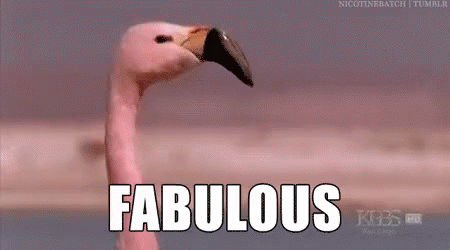 fabulous-flamingo.gif