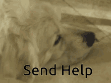 Send Help Help Me GIF - Send Help Help Me Dog GIFs