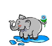 Elephant Fun GIF - Elephant Fun Splash GIFs