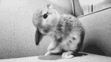 bunny rabbit cute animal