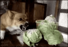 mad angry dog cabbage