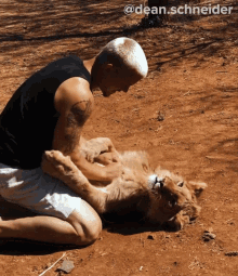belly scratch dean schneider dean schneider vlogs petting a lion playing with lion