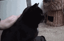 Cat Petting GIF - Cat Petting GIFs