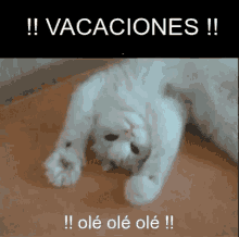 Vacaciones Olé Olé Olé GIF - Vacaciones Gatito Ole GIFs