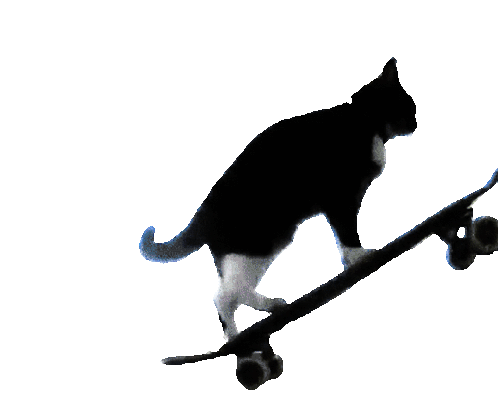 Woo yeah skateboard cat!!