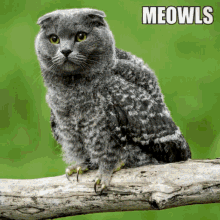 meowls owl cats