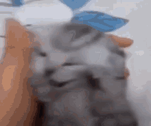Cat Roar GIF - Cat Roar GIFs