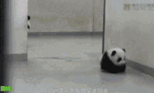 Nope.. Get Back Here! GIF - Baby Panda Animal GIFs