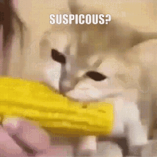 Sus Suspicous GIF - Sus Suspicous Among Corn GIFs