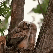 Wildlife Endangered Species GIF - Wildlife Endangered Species Owl GIFs