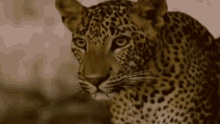 Leopard Out GIF - Cats Leopards GIFs