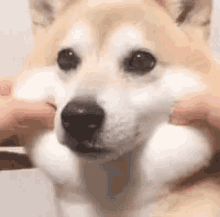 Chubby Face GIF - Chubby Face Dog GIFs