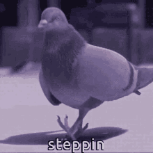Animals With Captions Pigeon GIF - Animals With Captions Pigeon Steppin GIFs