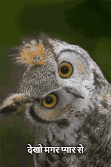 देखना, घूरना, ताकना, उल्लू GIF - Owl Stare See GIFs