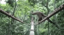 Gotta Tip On The Tightrope. GIF - Monkey Tight Rope Rope GIFs
