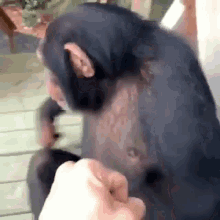 Monkey Animals GIF - Monkey Animals Fist Bump GIFs