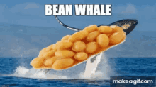 whale bean