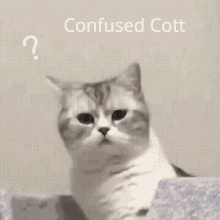 Cott Cat GIF - Cott Cat Confused GIFs