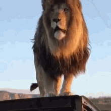 lion rar