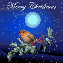Merry Christmas Christmas Robin GIF - Merry Christmas Christmas Robin Christmas Holly GIFs