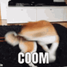 Coom Coomslayer GIF - Coom Coomslayer Coomdog GIFs