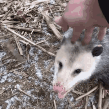Oppossum Possum Streicheln Pet GIF - Oppossum Possum Streicheln Pet GIFs
