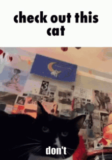 Dont Check Out This Cat GIF - Dont Check Out This Cat This Cat Check Out GIFs